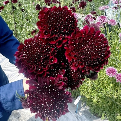 【黑色紫盆花种子】切花屈曲花