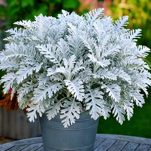 银叶菊种子雪叶菊白绒毛矢车菊花种籽盆栽庭院花境美化观叶植物