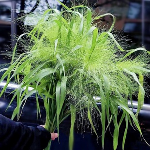 喷泉草种子氛围配草花材可切花烟花草耐热草种籽盆栽庭院种植春播