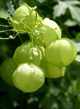 倒地铃种子籽风船葛心豆藤白心籽假笼草灯笼草三角泡天灯笼假苦瓜