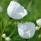 单瓣蛋挞波斯菊种子 冰露酒杯大波斯菊花种格桑花种籽易活花籽