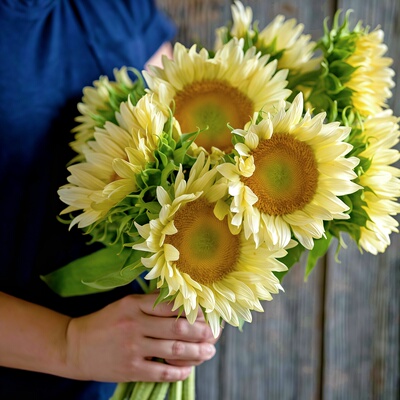 进口白月光向日葵种子WhiteLite