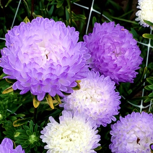 渐变翠菊种子雪青色翠菊江西腊五月菊七月菊银塔耐寒春秋播花种籽