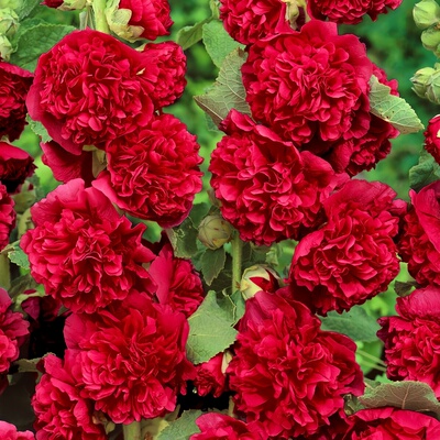 重瓣蜀葵种子一丈红大蜀季戎葵吴葵胡葵多年生宿根耐寒耐热春秋播