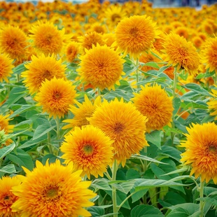 玩具熊向日葵种子重瓣向日葵复瓣向日葵春播观赏泰迪熊向日葵切花