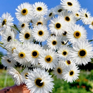 白色永生菊种子莱德小丑罗丹斯花鲁丹鸟小麟托菊花籽可切花做干花