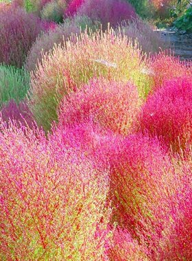 红叶地肤种子花如锦观赏草
