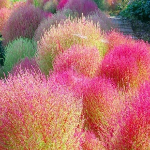 红叶地肤种子绿叶地肤苗观赏草铁扫帚苗庭院景观绿化花海种子草籽