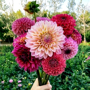 大丽花种子籽花卉盆栽庭院鲜花种子四季种易活花苗大丽菊花地瓜花