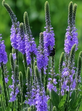 加拿大美女樱种子耐寒多年生宿根马鞭草蓝紫色花卉花园花境花海