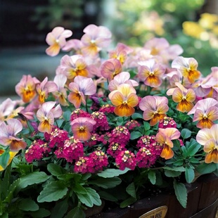 进口角堇古风杏黄种子耐寒阳台庭院盆栽好养易爆花三色堇花籽春秋