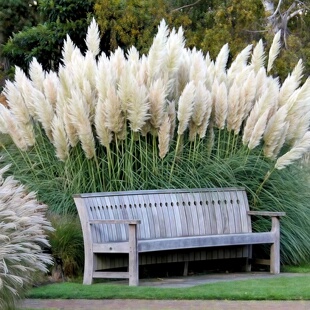 黄色蒲苇种子耐寒多年生宿根春秋播网红观赏草籽芦苇芦竹可做干花