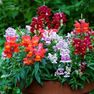 【矮杆金鱼草花种子】龙头花耐寒耐阴花籽春秋播种阳台盆栽花种籽