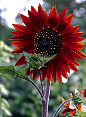 鸿运向日葵种子观赏葵花籽种春播红色向日葵多头泰迪熊向日葵切花