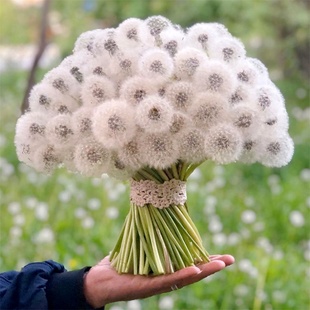 食用蒲公英种子婆婆丁黄花地丁四季春秋冬季野菜种孑籽盆栽可泡水