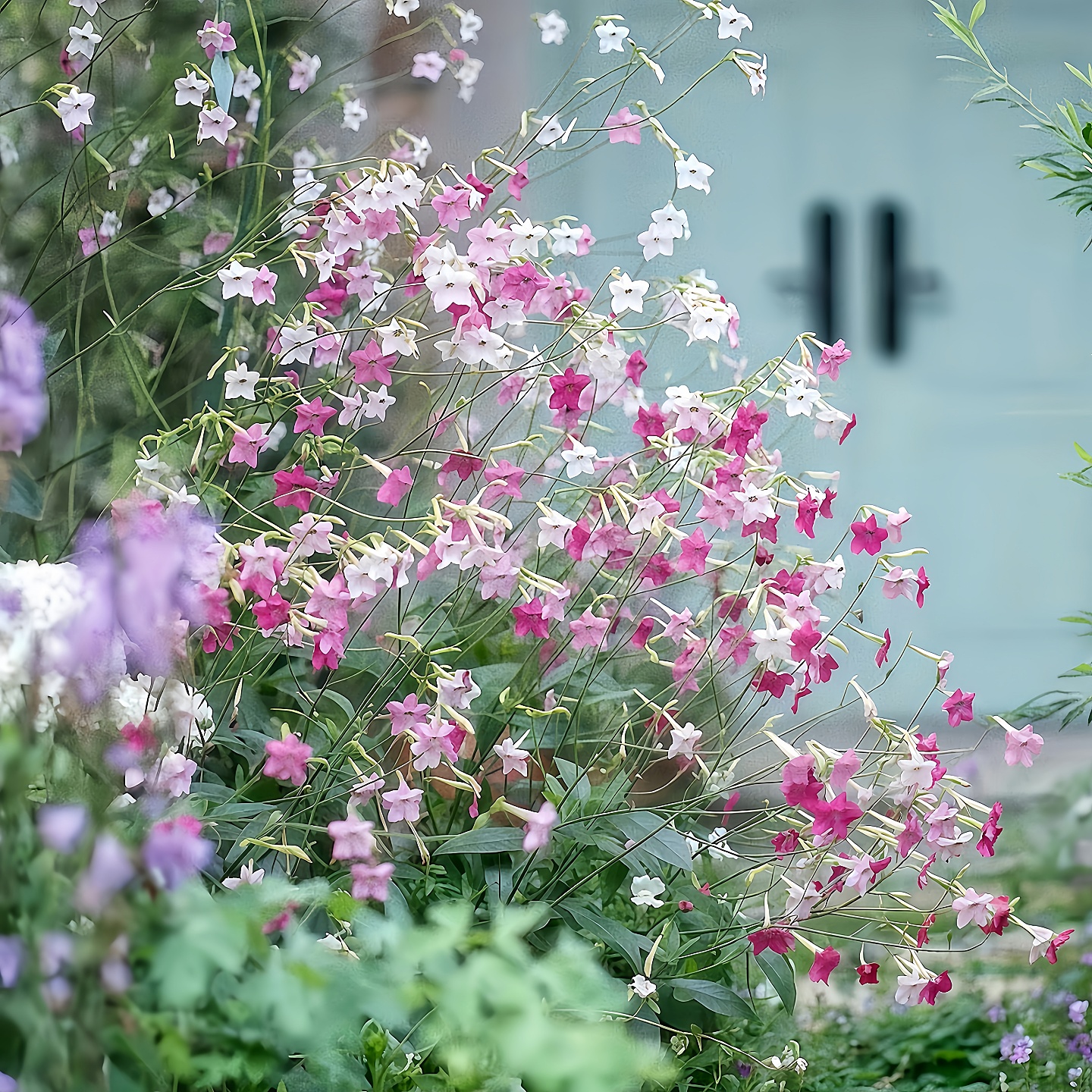 进口花烟草种子高杆私语系列whisper苹果花花期长耐热烟花草多色