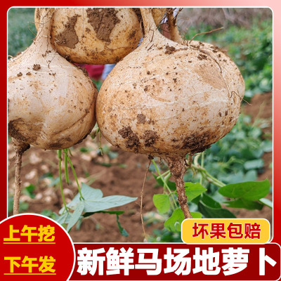 新鲜凉薯土瓜番薯白土瓜即食白地瓜应季蔬菜大果贵州地萝卜现挖
