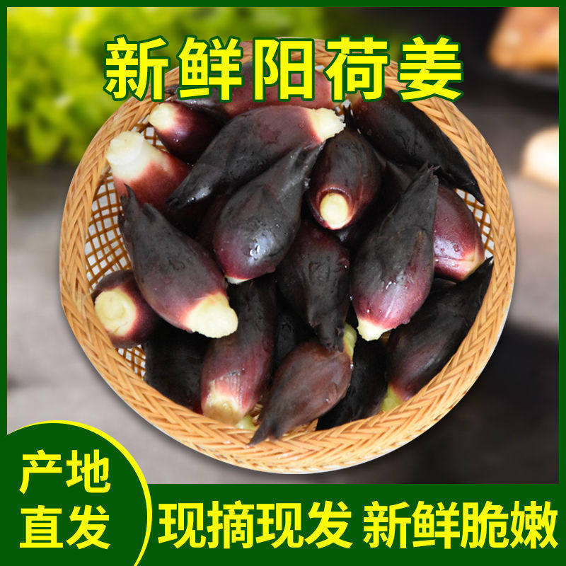 新鲜阳荷姜3斤贵州洋荷姜野良姜阳和洋藿野生食用蔬菜新品(现货)