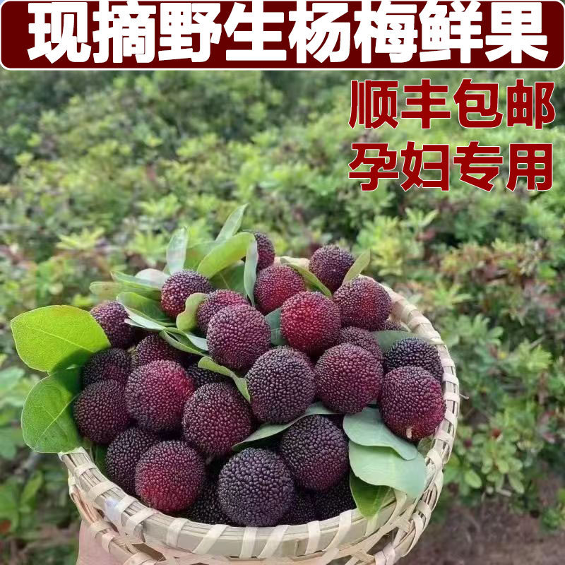 贵州高山小杨梅 新鲜现摘头茬老树酸甜可口老品种高山杨梅汤汁