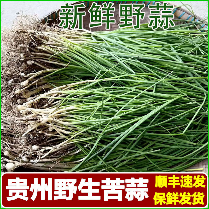 贵州苦蒜新鲜野生小蒜野葱野蒜农大蒜