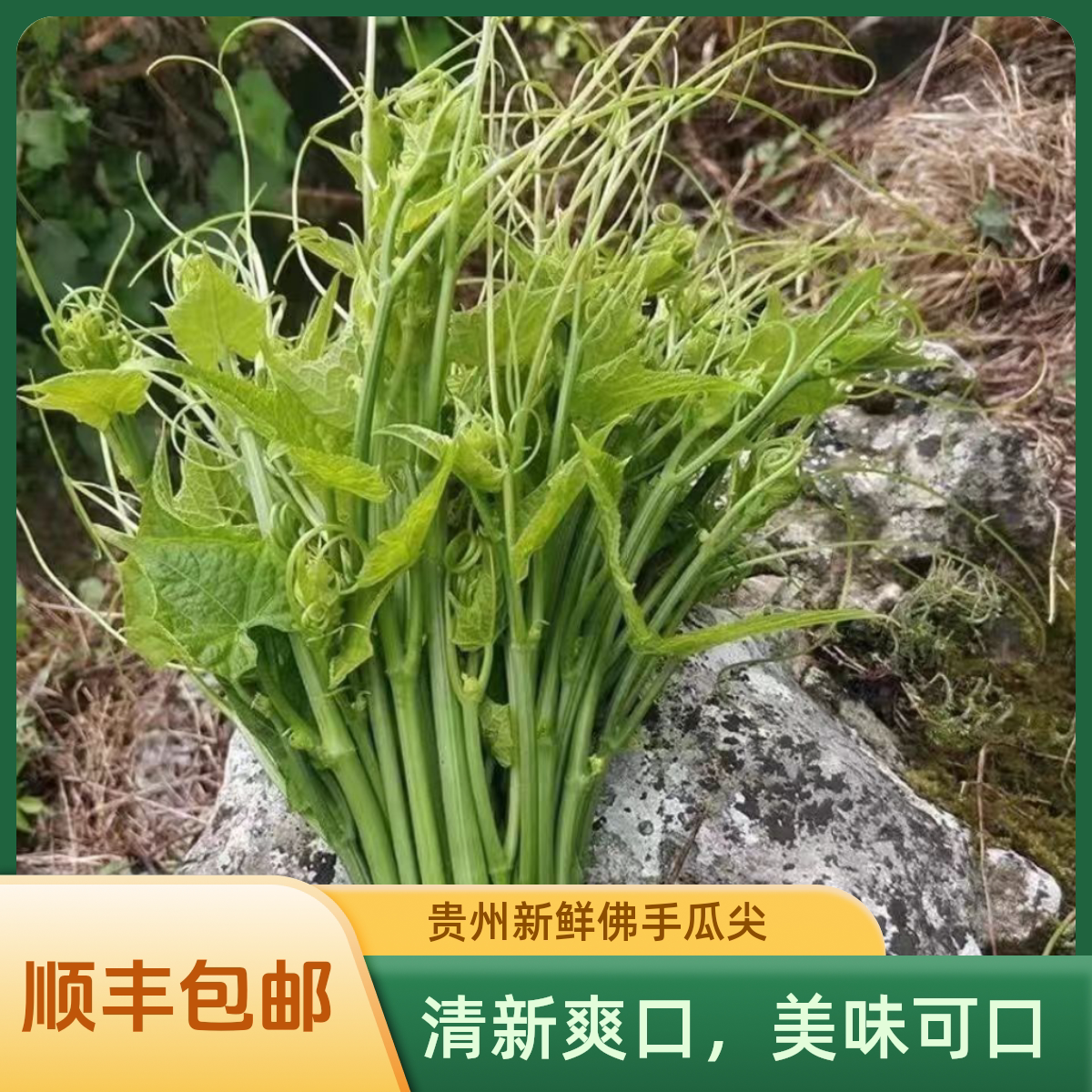 贵州农特产新鲜佛手瓜尖龙须菜捧瓜尖应季蔬菜嫩尖凉拌菜顺丰包邮