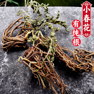 农家野生小春花中草药材一朵云 蛇不见阴地蕨厥独脚金鸡500g包邮