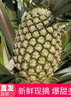 新鲜海南三亚水果无眼凤梨 台湾金钻凤梨甜蜜蜜 5斤10斤