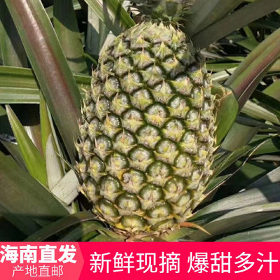 新鲜海南三亚水果无眼凤梨 台湾金钻凤梨甜蜜蜜 5斤10斤