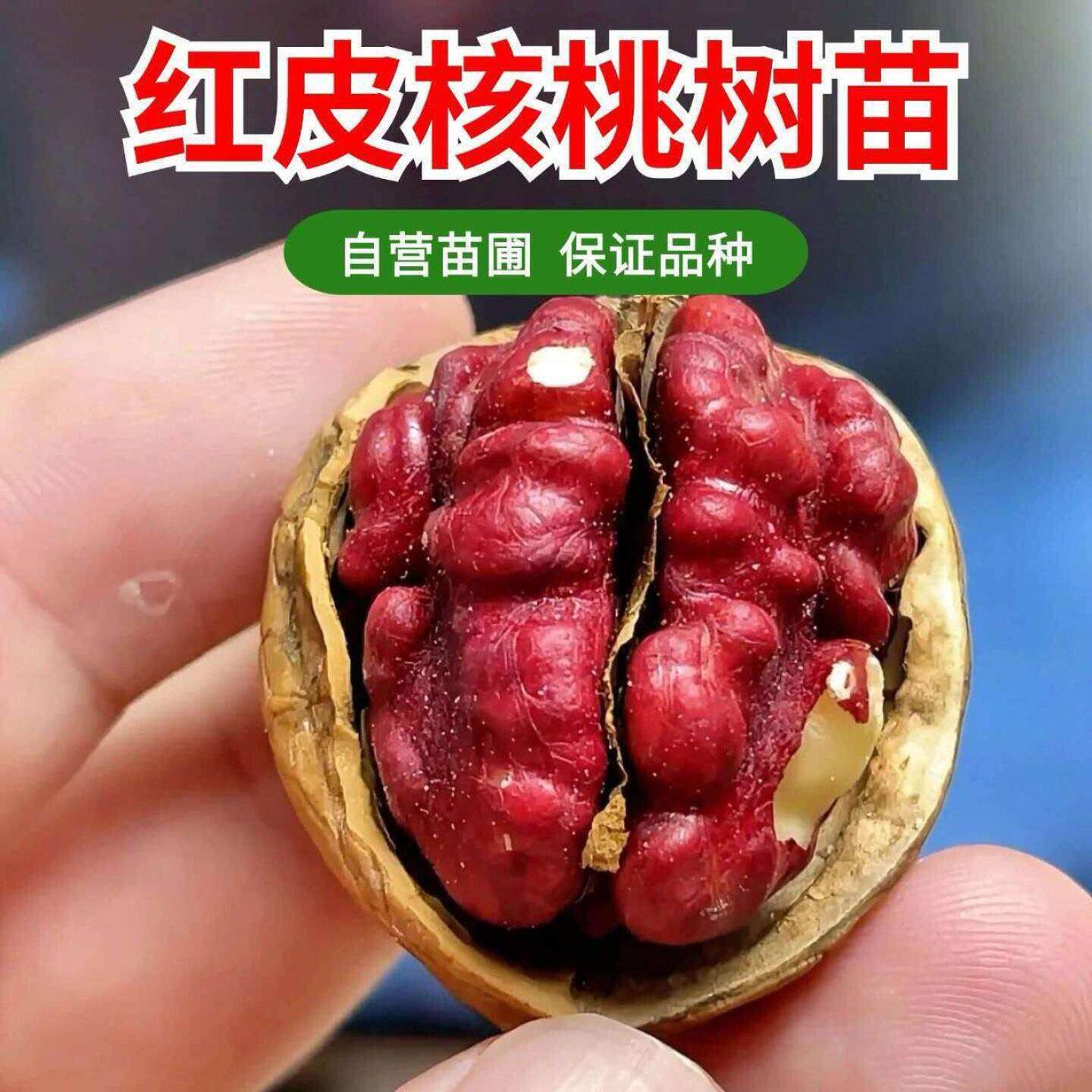 嫁接红皮核桃树苗耐寒红仁核桃苗南北方种植庭院盆栽地栽当年结果