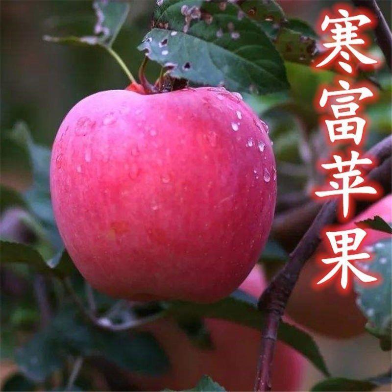 寒富苹果树苗东北果树耐寒阳台庭院南北四季易活嫁接观赏富士苹果