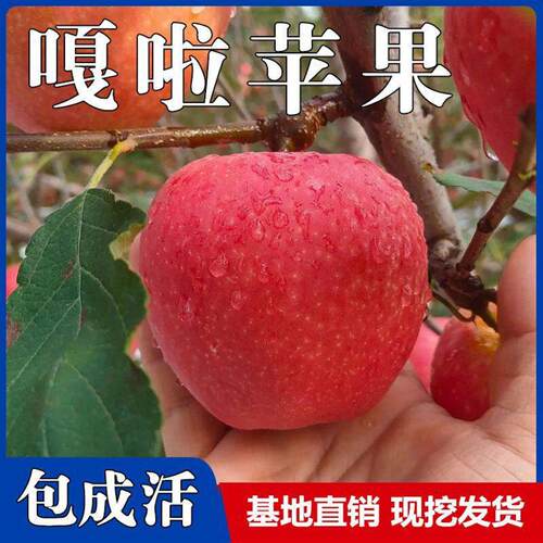 嫁接7月份早熟全红嘎啦苹
