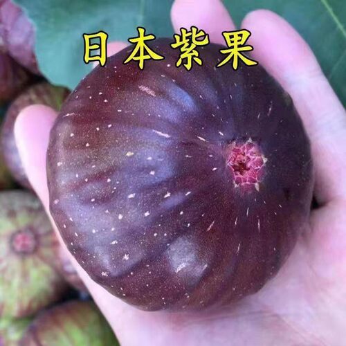 日本紫果无花果苗南北方庭院地栽特大果树阳台盆栽耐寒当年结果
