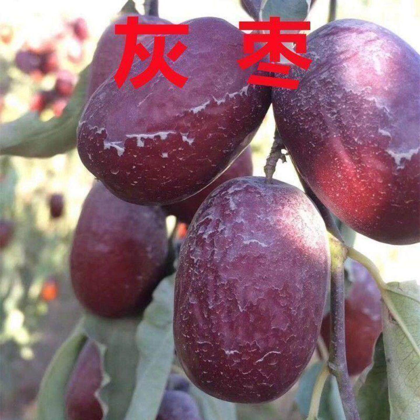特大红枣果树苗正宗新疆灰枣树苗嫁接枣树苗南北方种植地栽盆栽苗