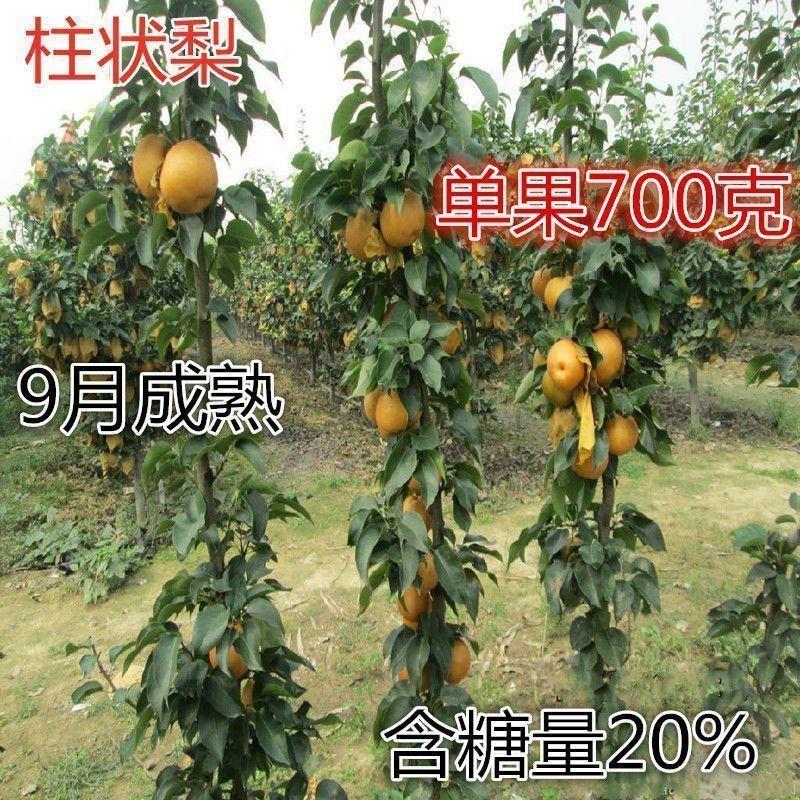 新品种嫁接梨树苗柱状梨苗秋月梨树苗晚熟果树苗当年结果密植栽培