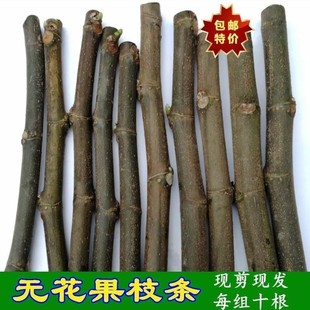 波姬红无花果新鲜扦插嫁接枝条接穗育苗树枝盆栽地栽新品四季种植