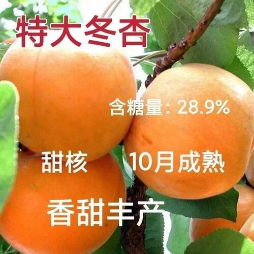 晚熟特大冬杏树苗嫁接甜