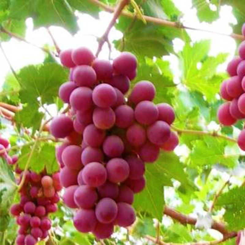 美国红提葡萄苗大苗果树果苗爬藤南方种植四季葡萄树苖当年结果苗