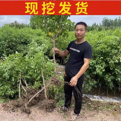 蟠枣树苗大果蟠枣苗盆p栽地栽南北方种植阳台庭院耐寒简单果树果
