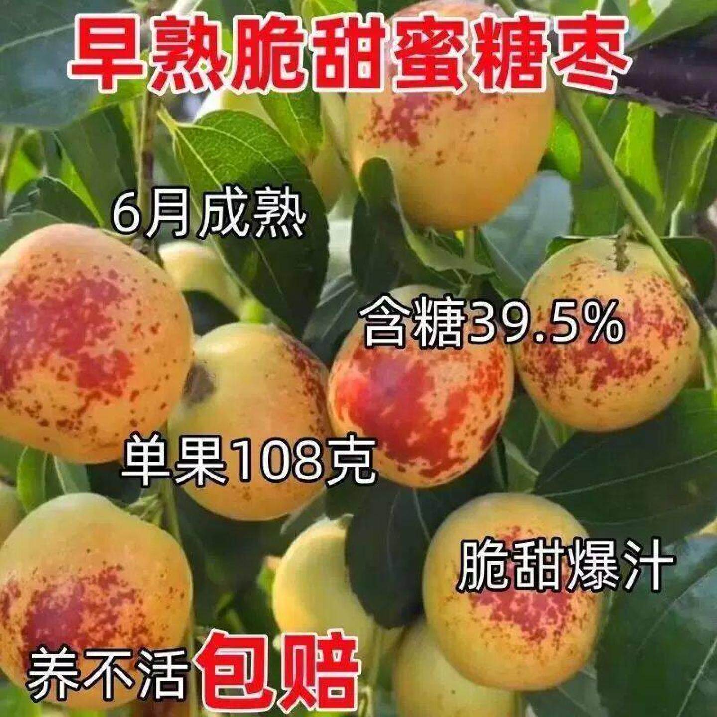 早熟特大冰糖脆枣树苗新品种冬枣大果苗无核盆栽地栽当年结果树苗