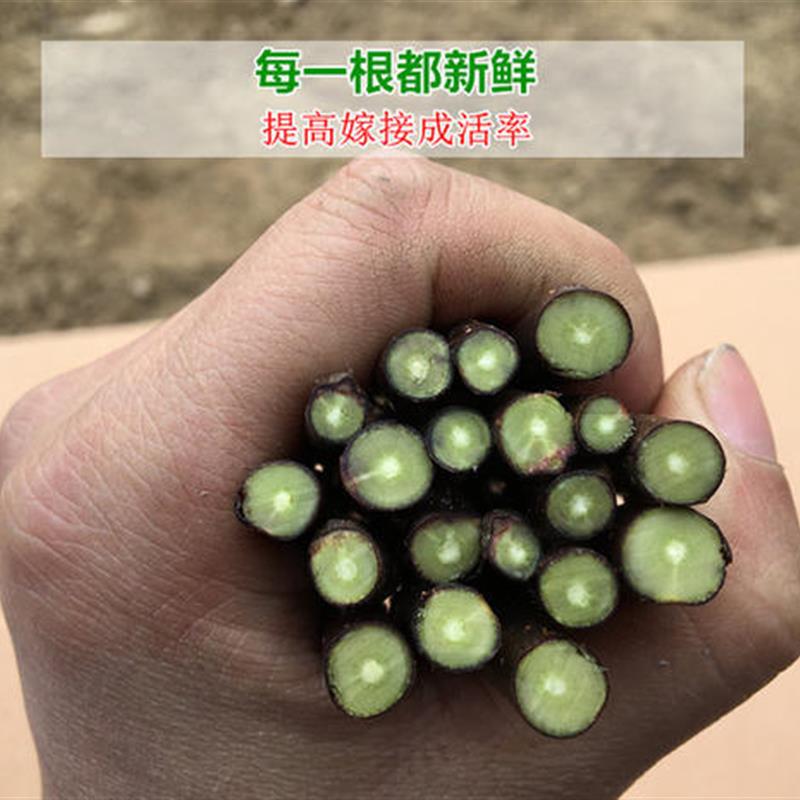 嫁接穗果树苗无花李子苹山