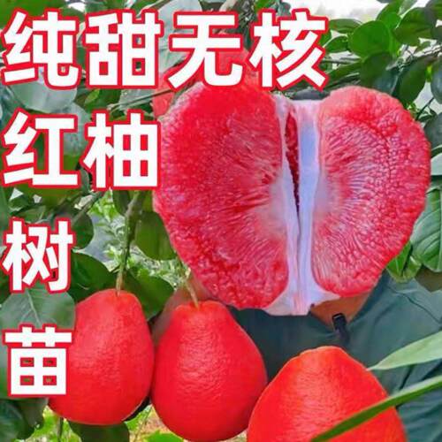 福建三红蜜柚树苗红肉密柚苗管溪平和三红柚子苗红心蜜柚苗嫁接苗