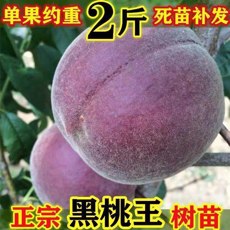 桃树苗嫁接新品种中华黑桃王黑桃