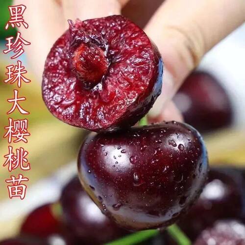 特大黑珍珠樱桃苗南北方种
