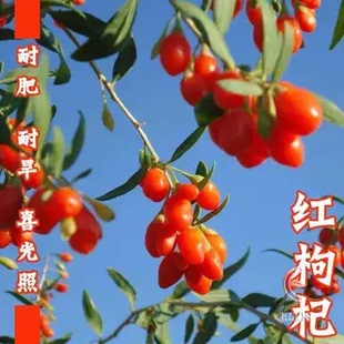 枸杞树苗宁夏枸杞苗宁杞5号苗红枸杞子食用枸杞苗当年嫁接特大号