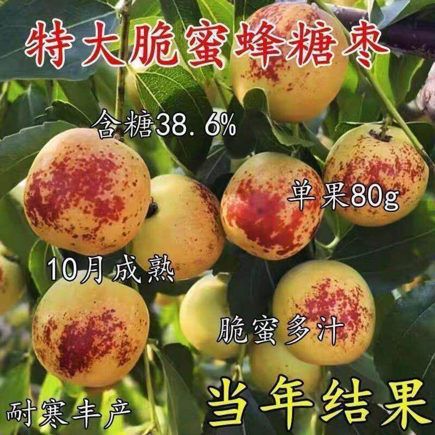 特大冰糖脆枣树苗新品种耐寒耐旱南北方种植盆栽地栽大果冬枣果苗
