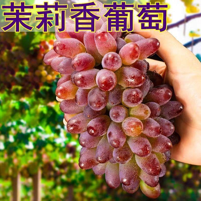 茉莉香无子葡萄苖树南北方庭院种植爬藤阳台盆栽嫁接当年结果