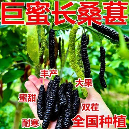新品长果桑葚树苗当年特