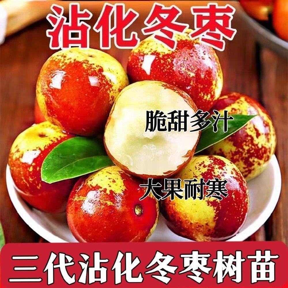 沾化冬枣树苗嫁接三代耐寒大果脆甜品种适合南北方种植地栽庭院树