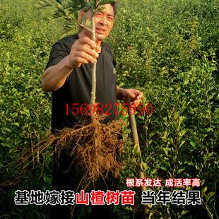 山楂树活苗嫁接甜红子南北方种植盆栽地栽特大无籽山楂苗当年结果