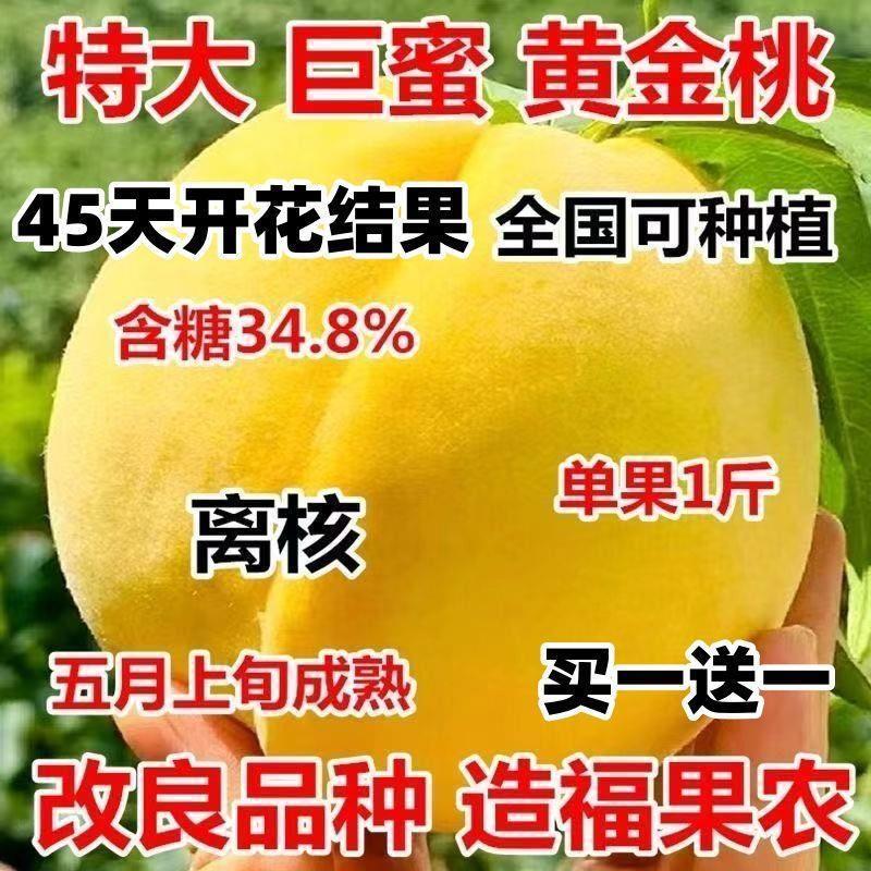 黄金蜜四号黄桃树苗离核嫁接锦绣黄桃树苗脆甜盆栽地栽南北方种植
